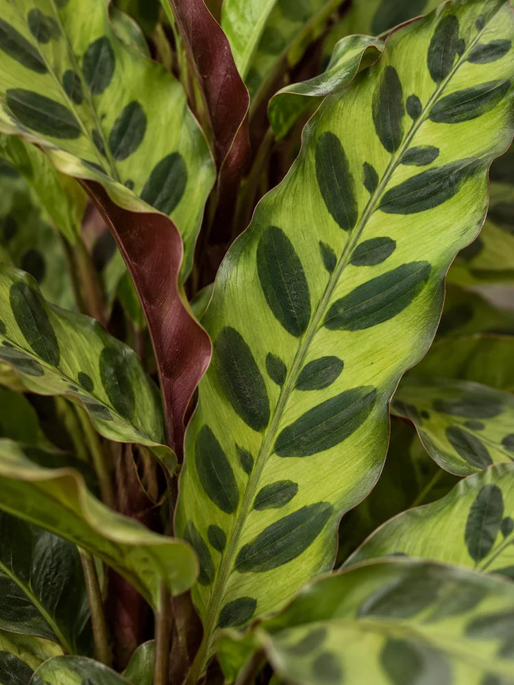 Calathea Rattlesnake