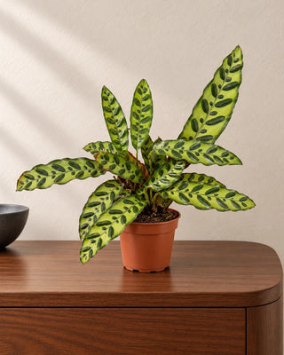Calathea Rattlesnake 20–30cm in Nursery Pot