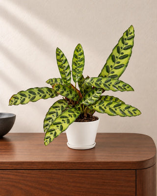 Calathea Rattlesnake 20–30cm in Luma Mini White