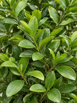 SG Care Macro — Citrus Tree – Nursery Grown
