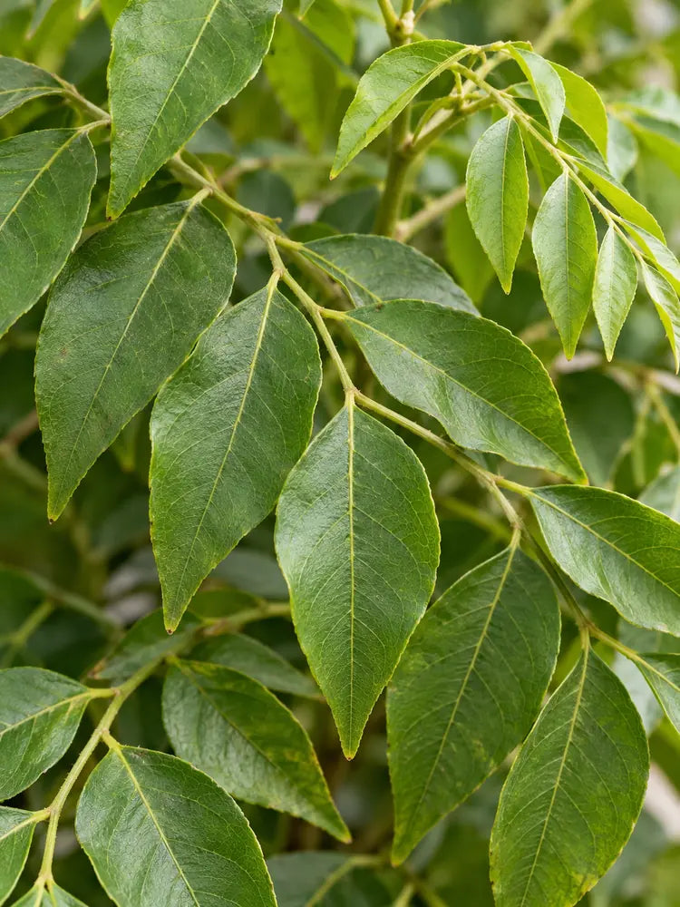 Curry Leaf Tree