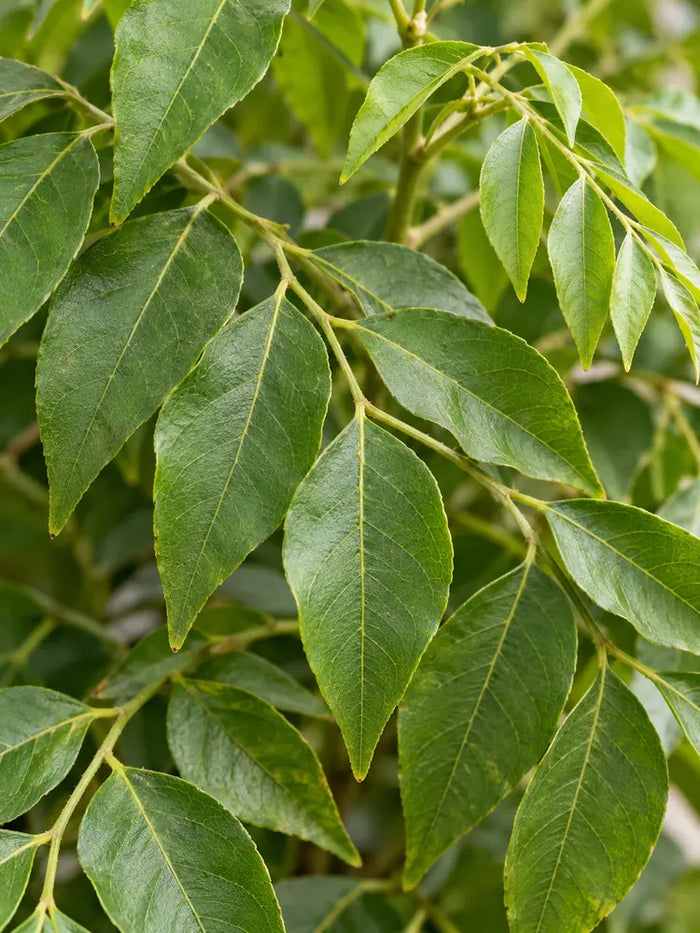 Curry Leaf Tree