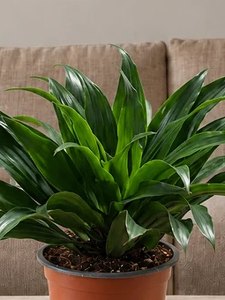Dracaena Janet Craig