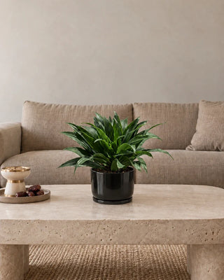 Dracaena Janet Craig Compacta 20–30cm – Luma Mini Black