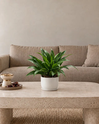 Dracaena Janet Craig Compacta 20–30cm – Luma Mini White