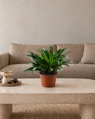 Dracaena Janet Craig Compacta 20–30cm – Nursery Pot