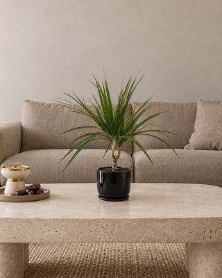 Dracaena Marginata 20–35cm Luma Mini Black — new small size