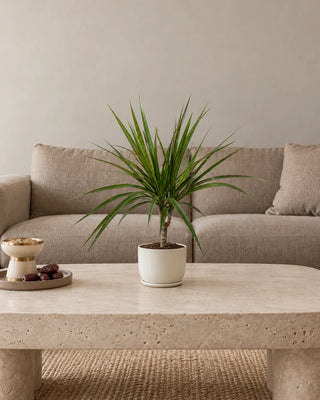 Dracaena Marginata 20–35cm Luma Mini White — new small size