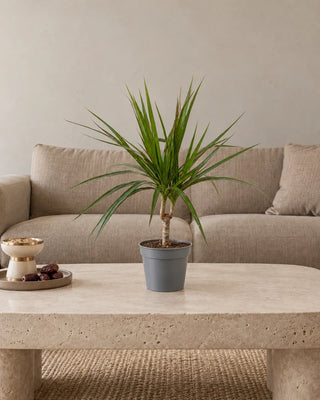 Dracaena Marginata 20–35cm Nursery Pot — new small size
