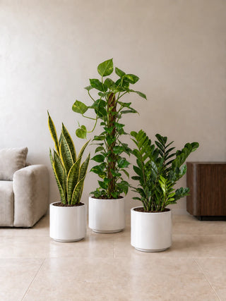 Easy Care Trio — Snake Plant, Golden Pothos and ZZ Plant in white Nia Glossy pots