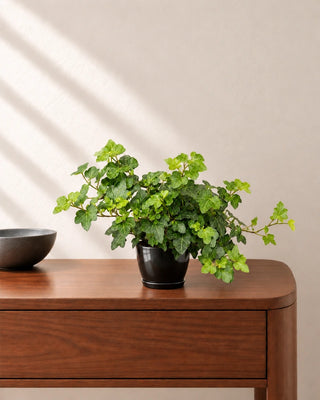 English Ivy — black pot