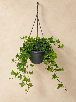 English Ivy — hanging pot