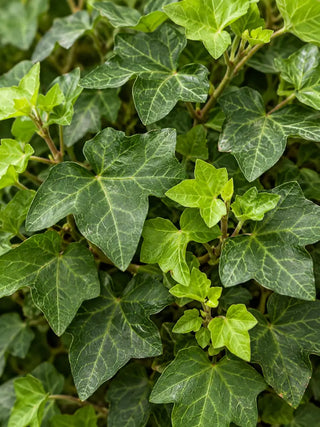 English Ivy leaf detail