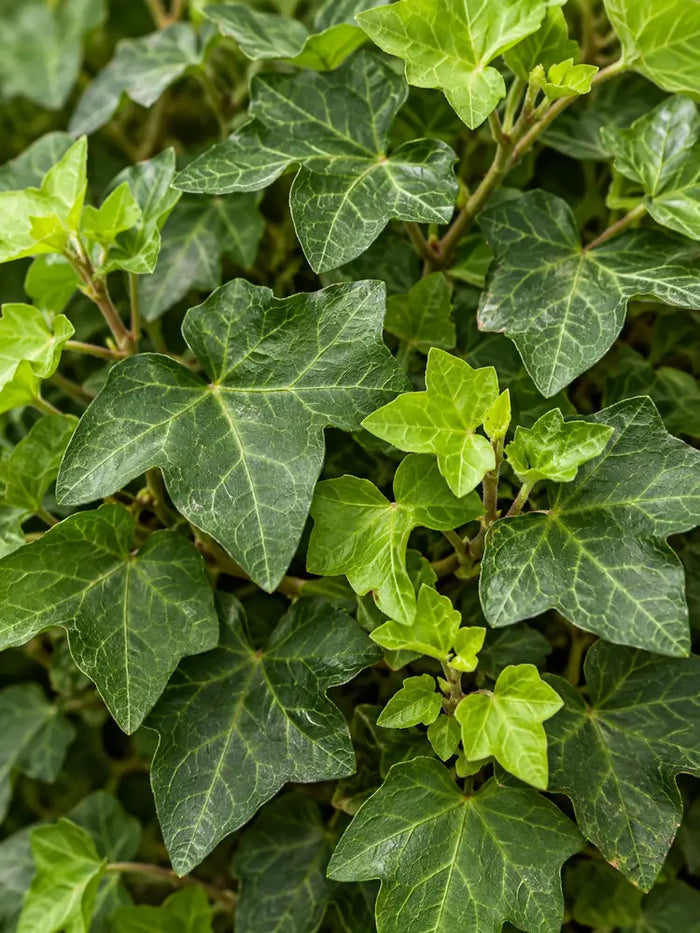 English Ivy — Hedera helix