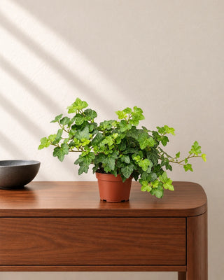 English Ivy — nursery pot