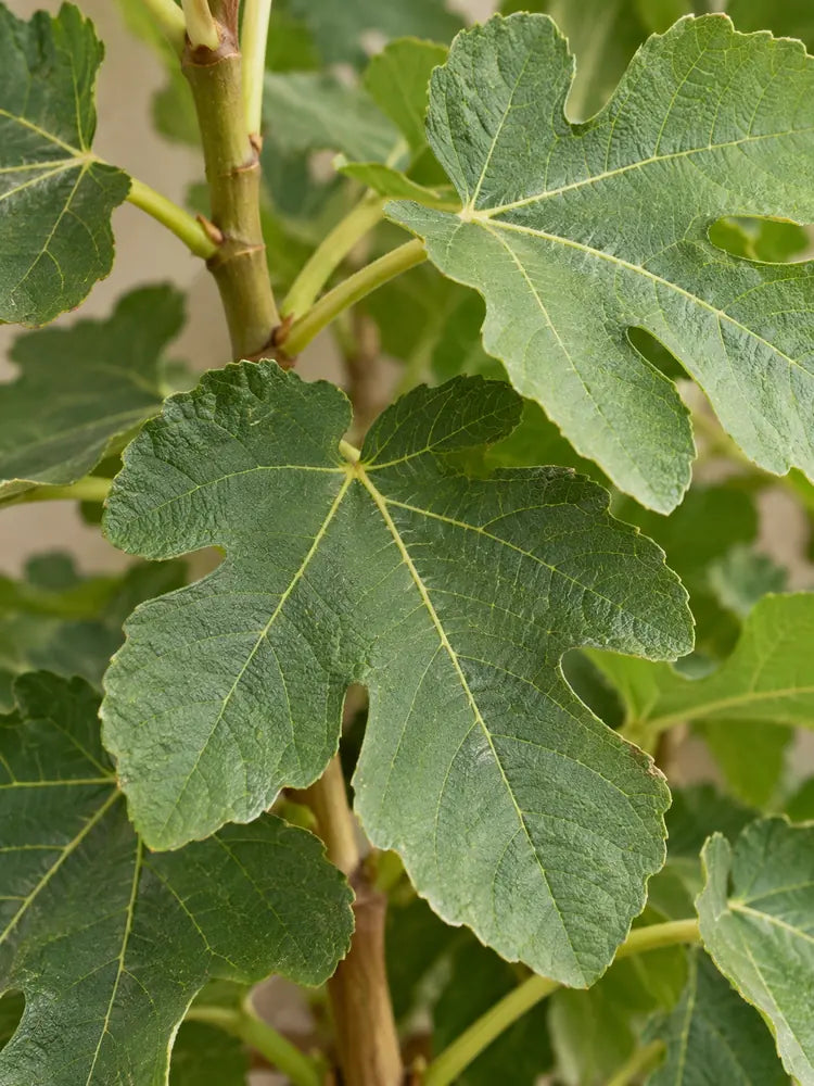 Fig Tree (Ficus carica)