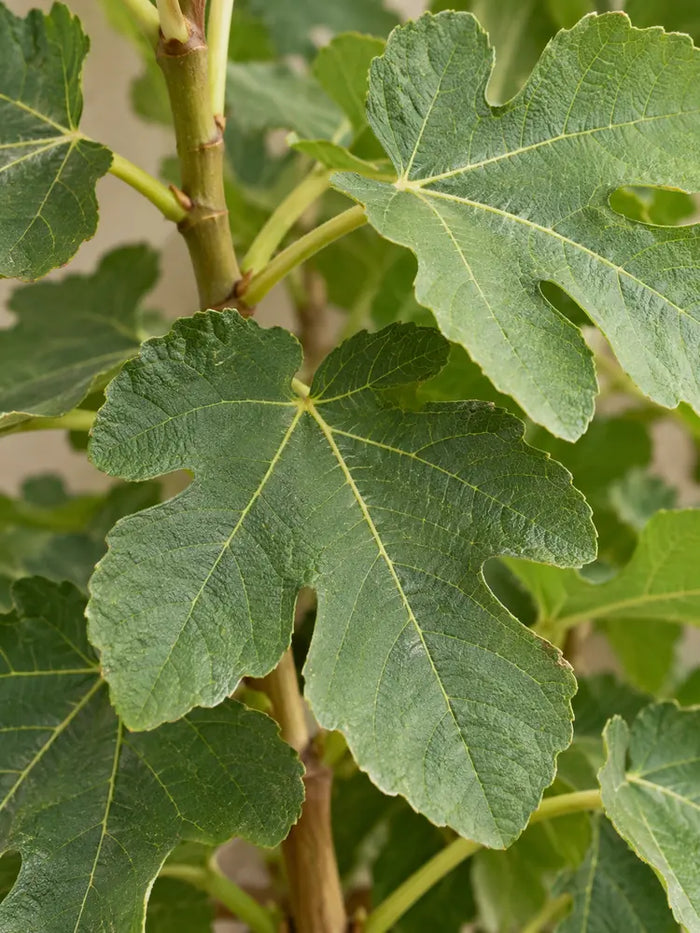 Fig Tree (Ficus carica)