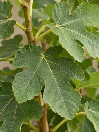 SG Care Macro — Fig Tree (Ficus carica)