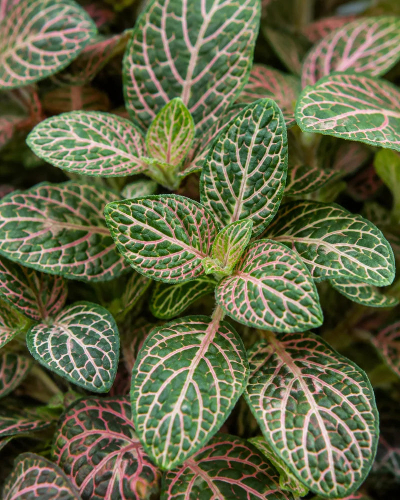 Fittonia Collection