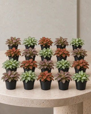 Fittonia Collection — Set of 20 assorted plants in nursery pots
