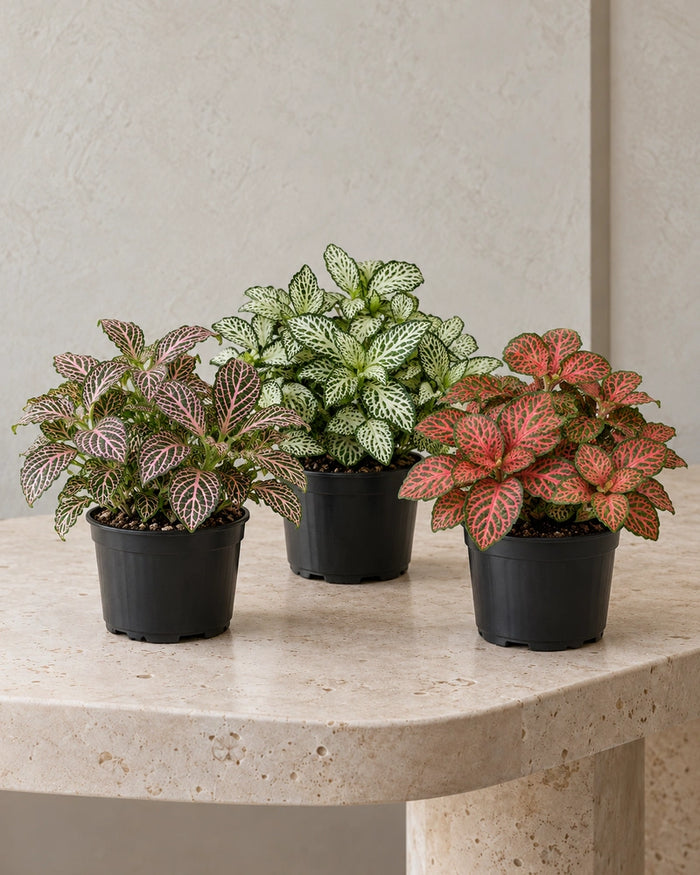 Fittonia Collection