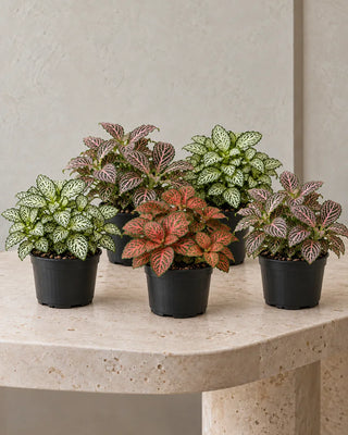 Fittonia Collection — Set of 5 assorted plants in nursery pots
