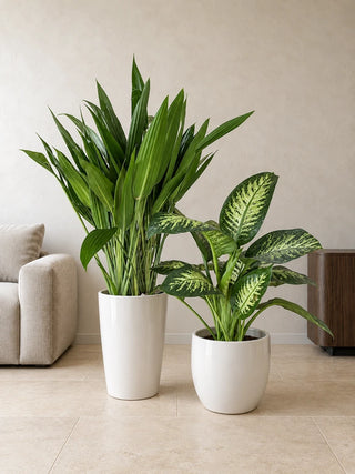 Living Room Duo — Cast Iron Plant and Dieffenbachia in glossy white ceramic pots