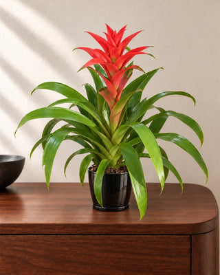 Guzmania Red 30–40cm in Luma Mini Black