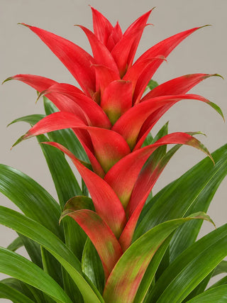 SG Care Macro — Guzmania Red