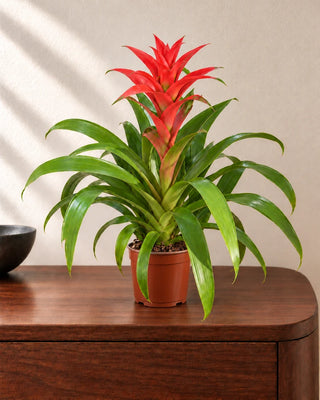 Guzmania Red 30–40cm in Nursery Pot
