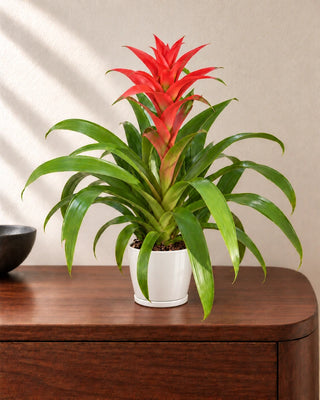 Guzmania Red 30–40cm in Luma Mini White