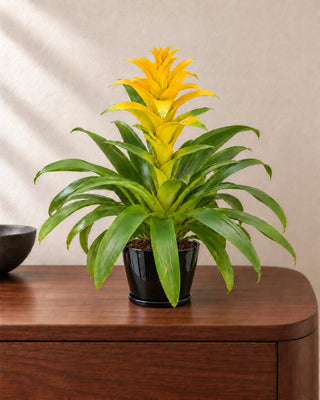 Guzmania Yellow 30–40cm in Luma Mini Black