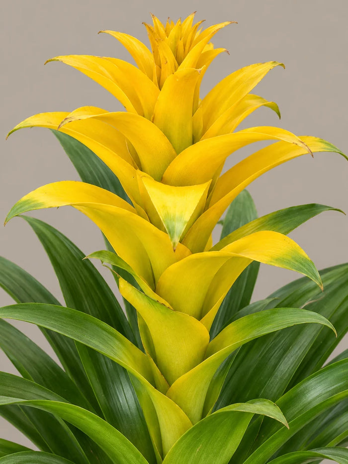 Guzmania Yellow