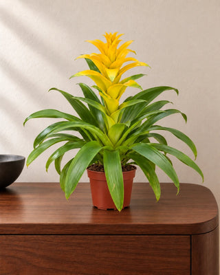 Guzmania Yellow 30–40cm in Nursery Pot