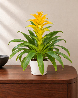Guzmania Yellow 30–40cm in Luma Mini White