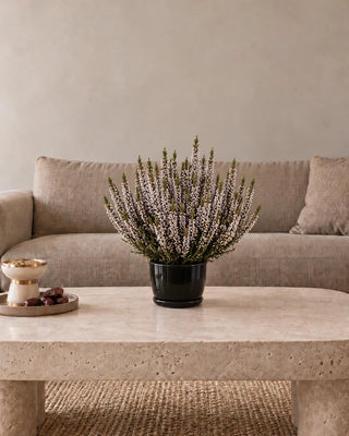 Ivory Heather (Calluna) 30–40 cm Luma Mini Black