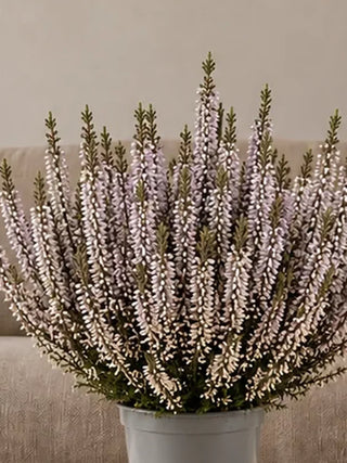 Detailed ivory Calluna Heather flower spikes