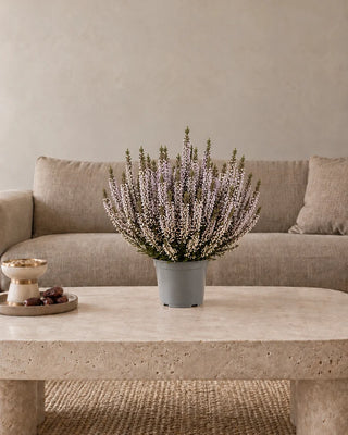 Ivory Heather (Calluna) 30–40 cm Nursery Pot