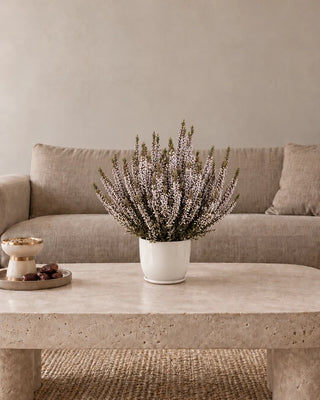 Ivory Heather (Calluna) 30–40 cm Luma Mini White