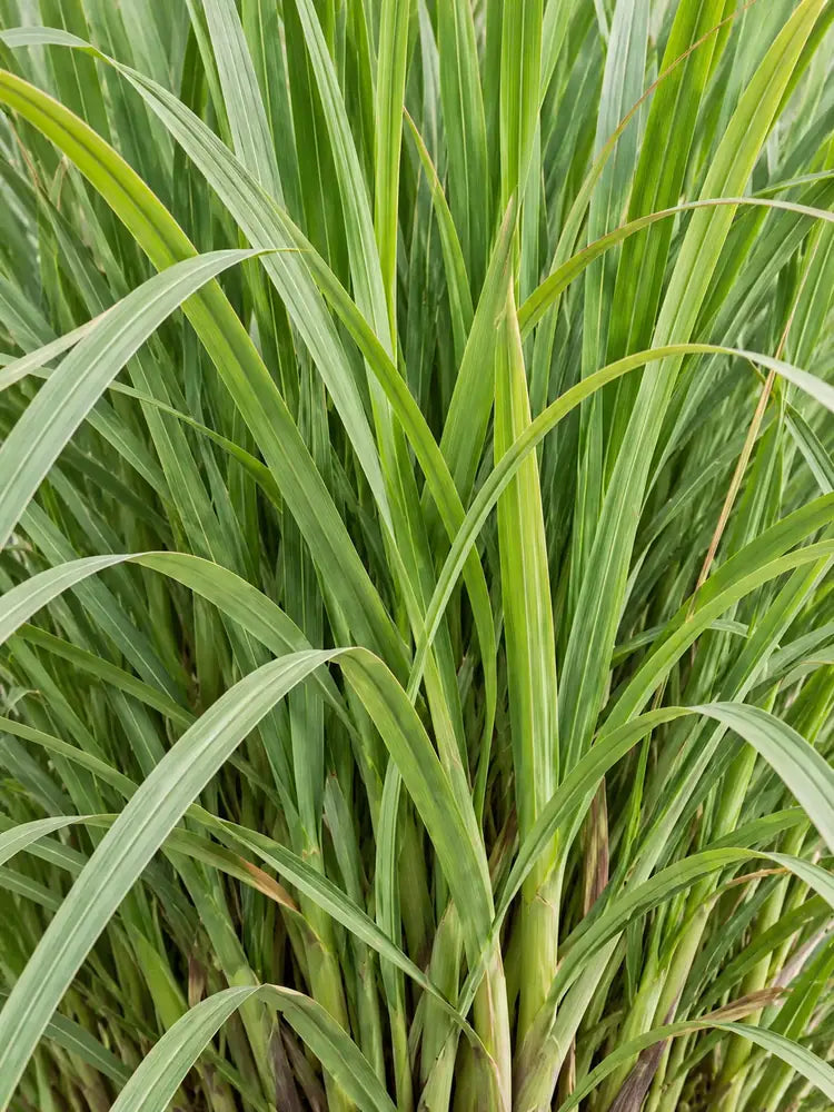 Lemongrass