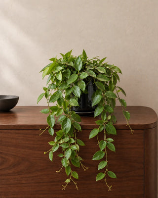 Lipstick Plant in Luma Mini Black, 20–30cm