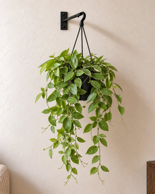 Lipstick Plant in hanging Nursery Pot, 20–30cm