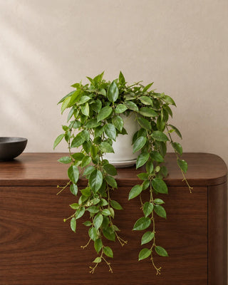 Lipstick Plant in Luma Mini White, 20–30cm