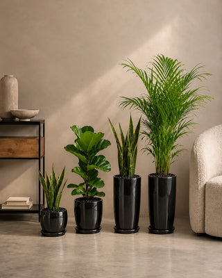 The Living Room Bundle — four indoor plants including Areca Palm, Fiddle Leaf Fig and Snake Plants in glossy black ceramic pots with black pebbles