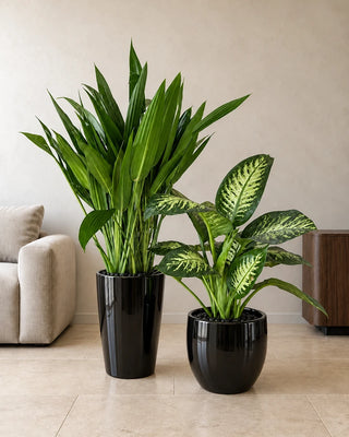 Living Room Duo — Cast Iron Plant (Aspidistra) and Dieffenbachia in glossy black ceramic pots with black pebbles