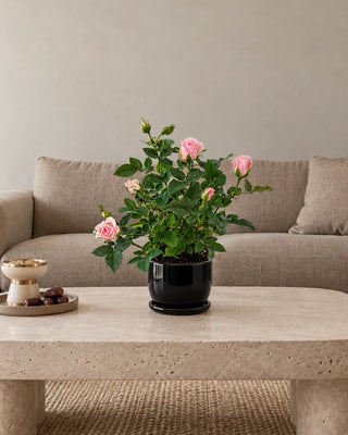Miniature Rose Pink 20–25 cm Luma Mini Black