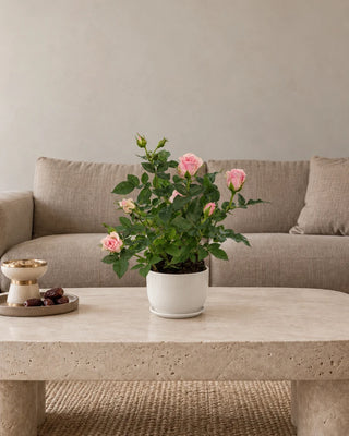 Miniature Rose Pink 20–25 cm Luma Mini White