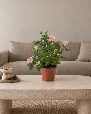 Miniature Rose Pink 20–25 cm Nursery Pot
