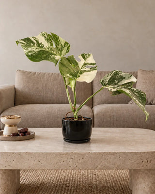 Monstera Albo — black ceramic pot