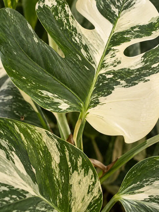Monstera Albo